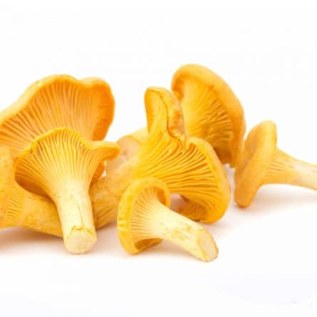 Bunch of Girolle Mushrooms from Panzer's