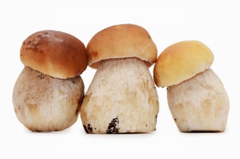 Fresh Porcini Mushrooms from Panzer's