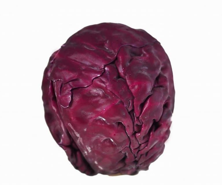 Head of Red Cabbage on a White Background from Panzer's