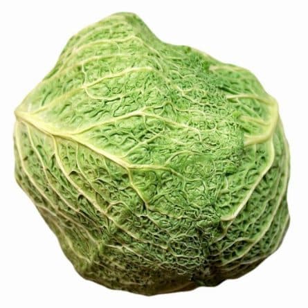 Single Head of Savoy Cabbage from Panzer's