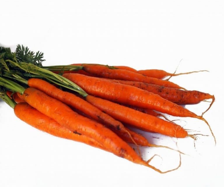 Bunch of Carrots from Panzer's
