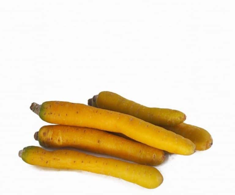 Yellow Carrots Heap Close from Panzer's