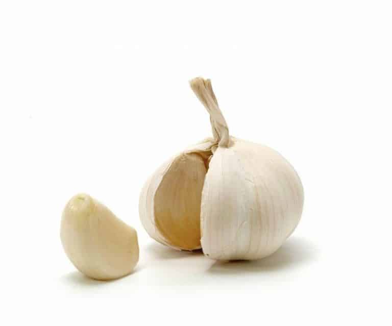 Single White Garlic Bulb from Panzer's