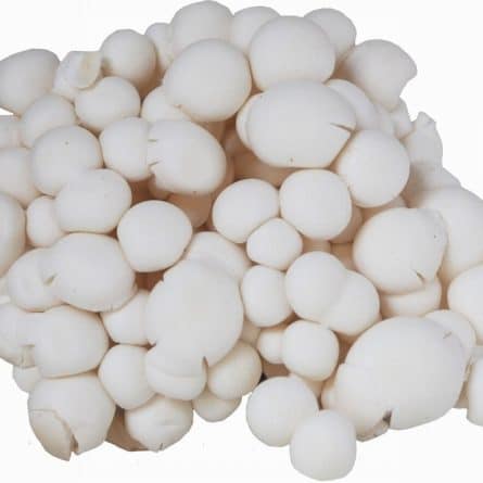 Mushrooms - Shimeji White