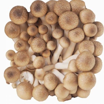 Mushrooms - Shimeji Brown