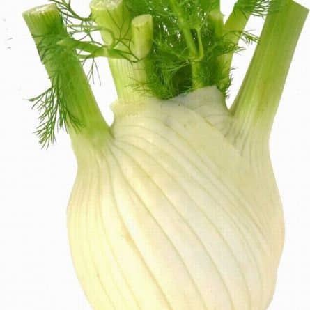 Fennel Bulb