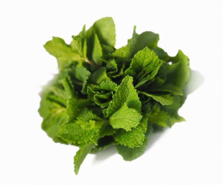 Bunch of Fresh Mint from Panzer's