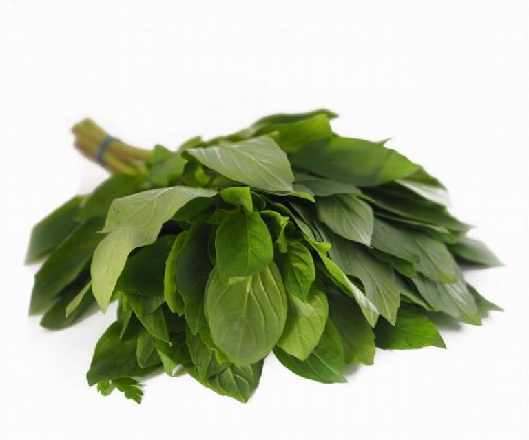 Bunch of Thai Basil from Panzer's
