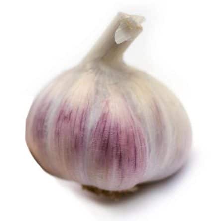 Single Lautrec Garlic Head from Panzer's