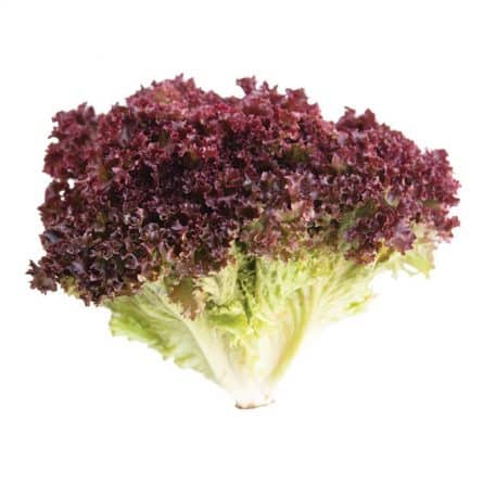 Head of Lollo Rosso Lettuce from Panzer's