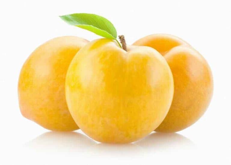 Yellow Plum from Panzer's