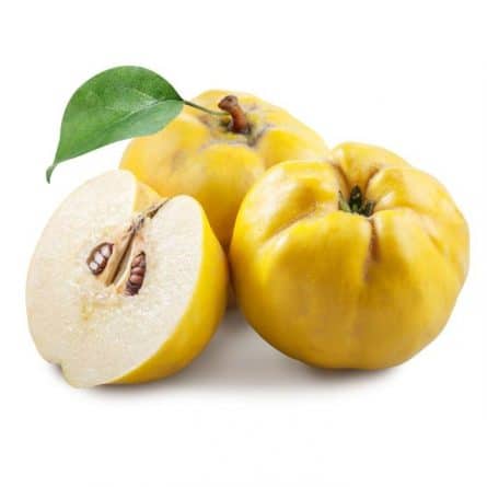 Single Quince from Panzer's