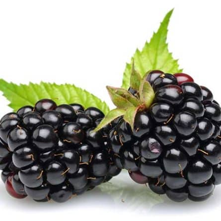 Blackberries - Organic