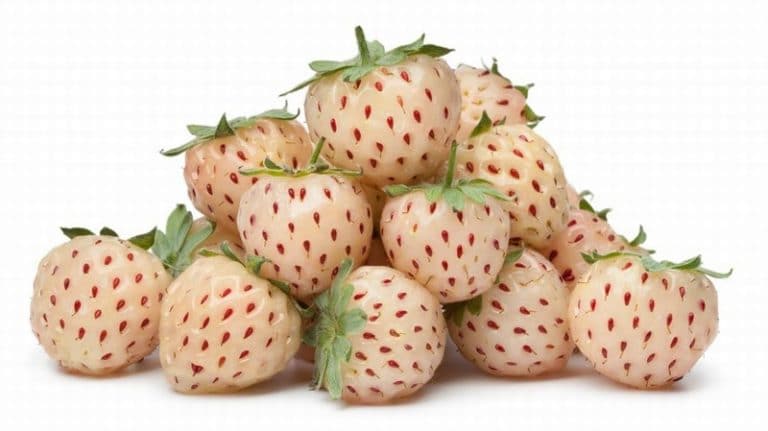 Pineberry