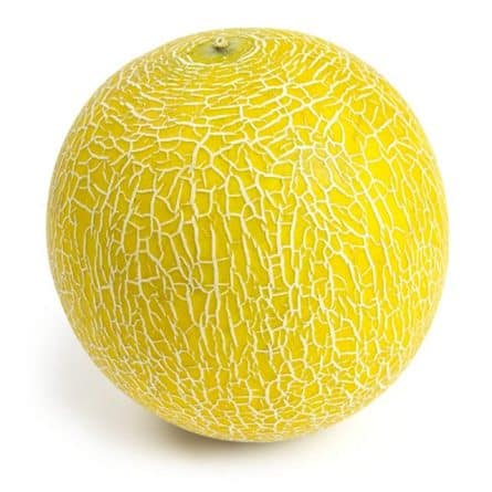 Melon - Galia