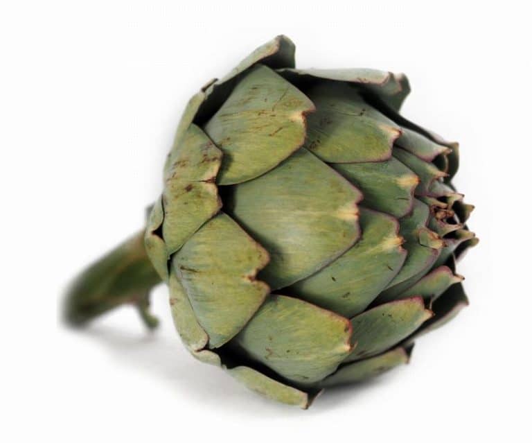 Artichoke Globe