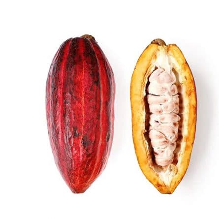 Cacao Fruit