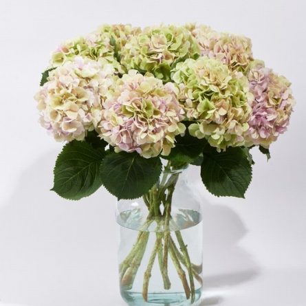 Large glass vase of Hydrangeas