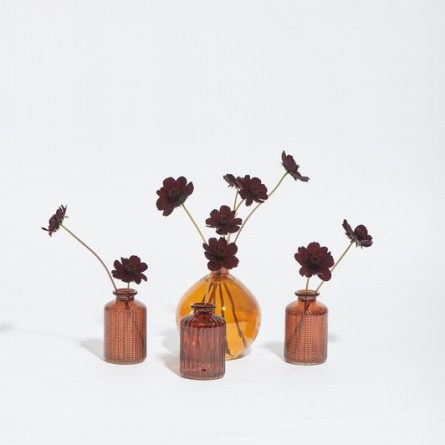 Chocolate Cosmos