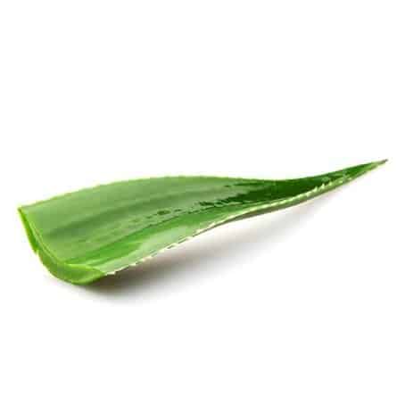 Single Organic Aloe Vera Leave from Panzer's
