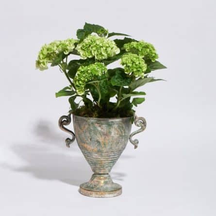 Hydrangea Plant in Metal Urn