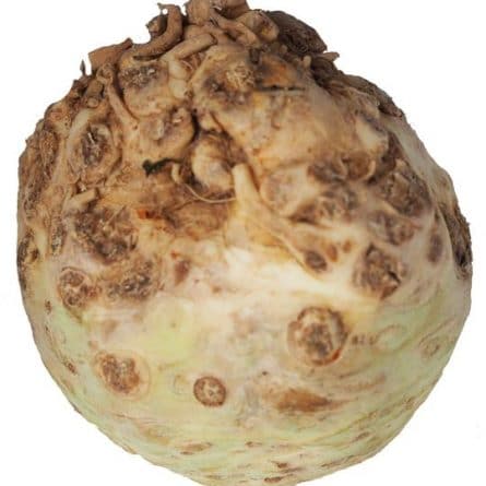 Single Celeriac Root from Panzer's