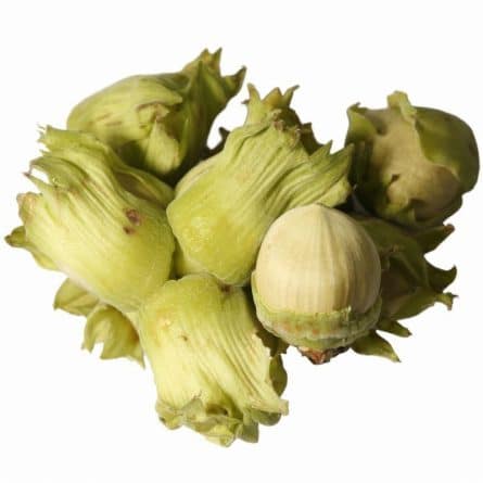 Cob Nut