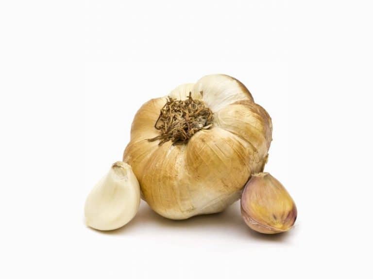 Head of Smoked Garlic from Panzer's