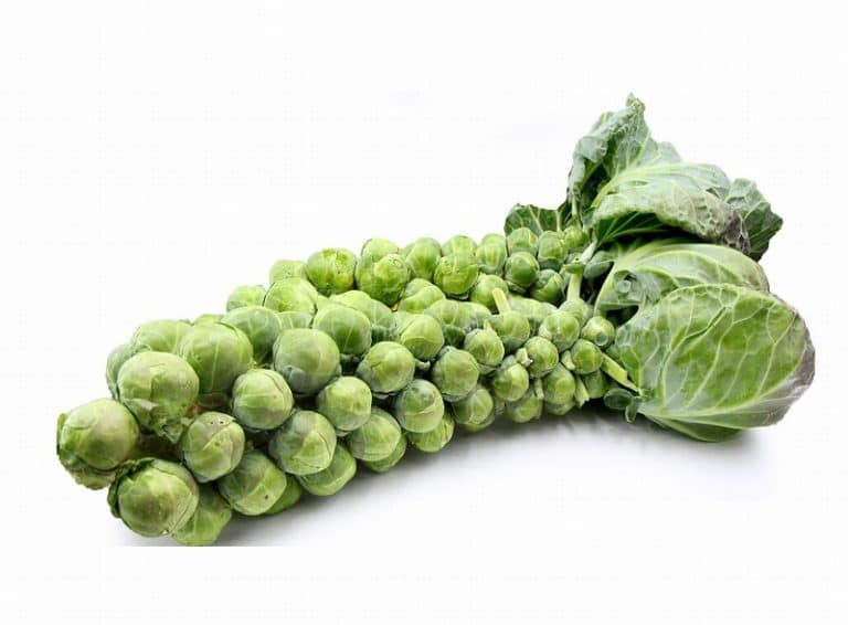 Brussel Stalks on a White Background from Panzer's