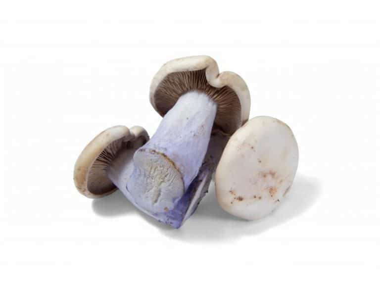 Loose Fresh Blue Foot Mushromms from Panzer's