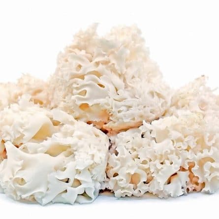 Bunch of Cultivated Cauliflower Mushrooms from Panzer's