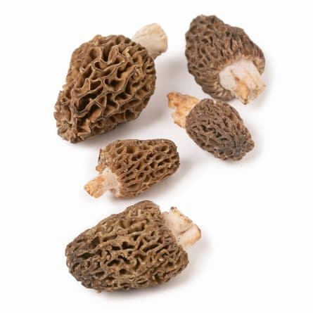 Loose Fresh Morel Mushrooms from Panzer's