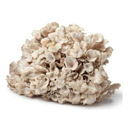 Bunch of Hen in the Wood Fresh Mushrooms from Panzer's