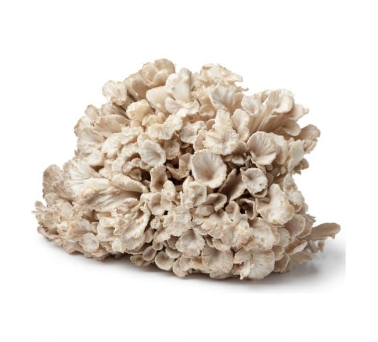 Bunch of Hen in the Wood Fresh Mushrooms from Panzer's