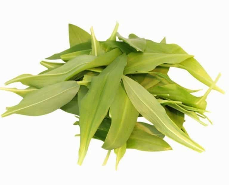 Wild Garlic Uk - pack - Image 2