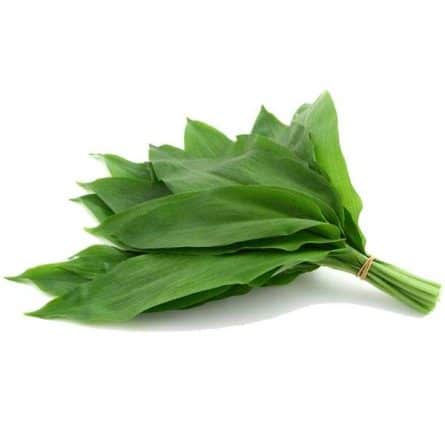 Bunch of Wild Garlic on a White background at Panzer's