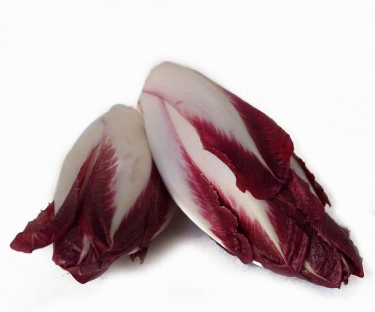 Red Chicory (Endive)