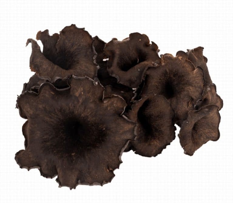 Fresh Black Trumpet Mushrooms Heap Close at Panzer's