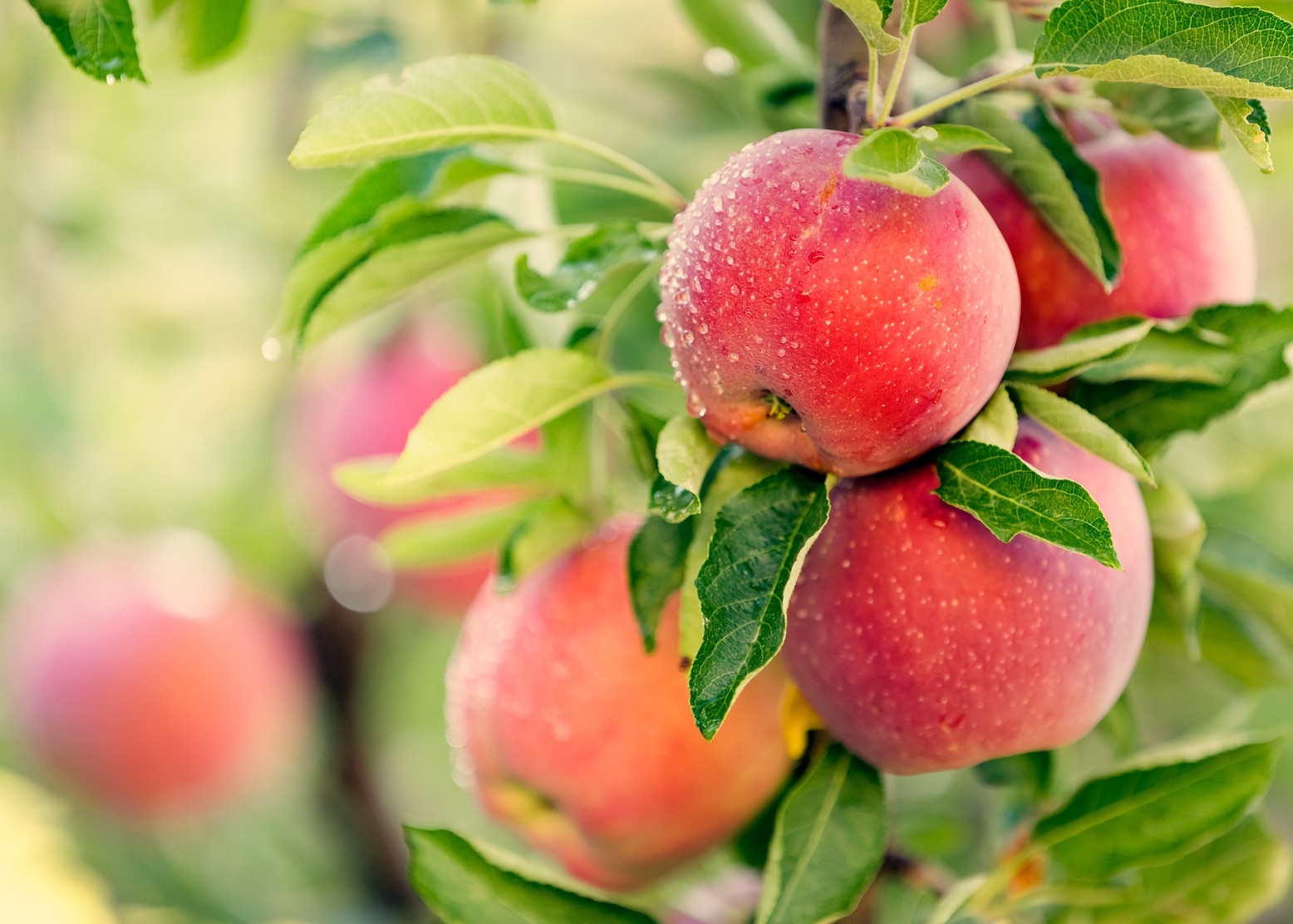 Red Brogdale apples hanging off a tree