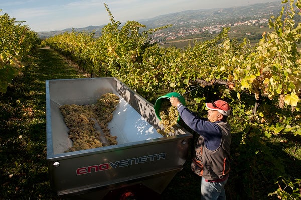 La ca dal non vineyard in Modena, Italy