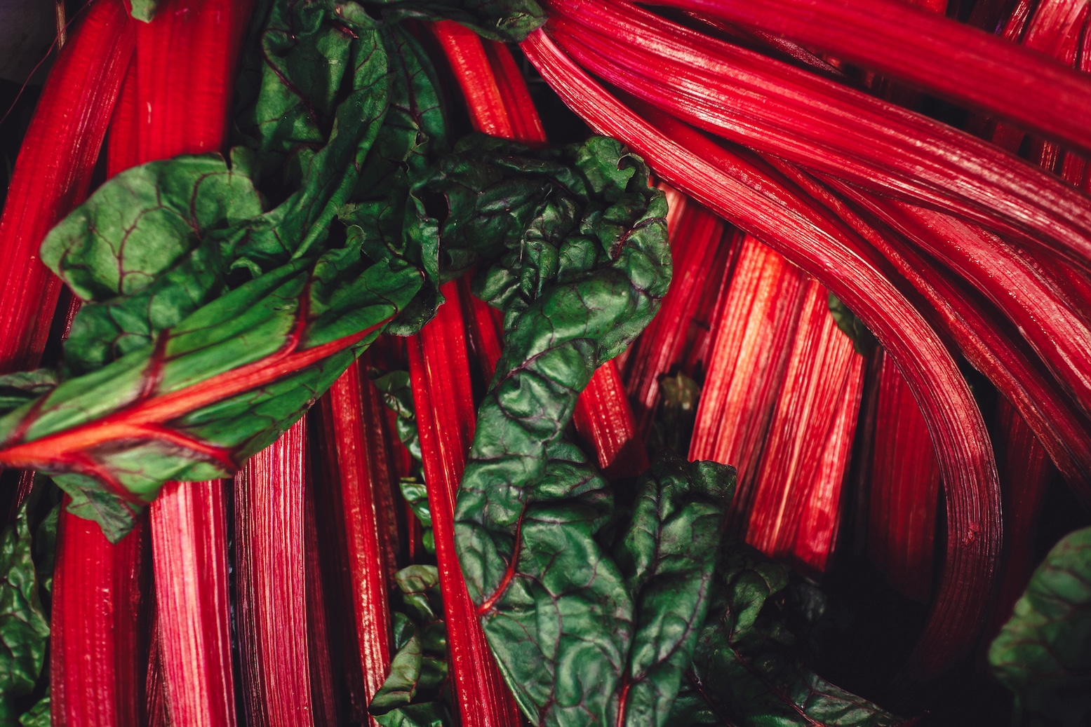 Rhubarb fresh red and green