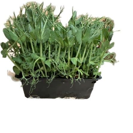 Pack of Micro Peashot from Panzer's