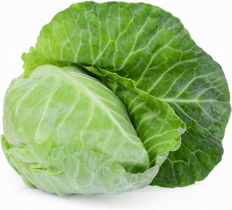 Hispy Cabbagge from Panzer's