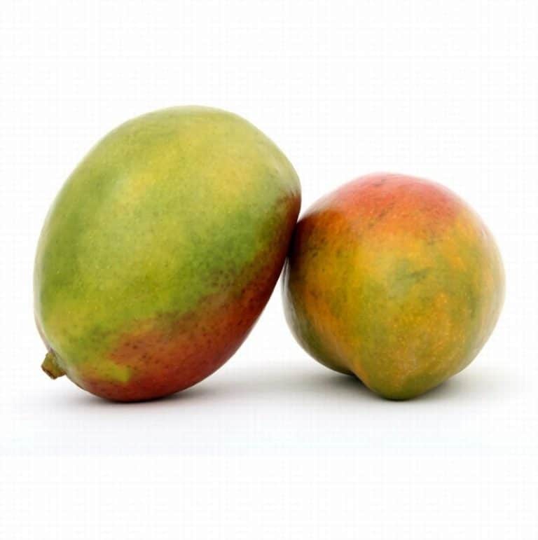 Large Kent Mango from Panzer's Landscape