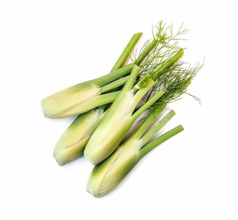 Pack of Baby Fennel from Panzer's