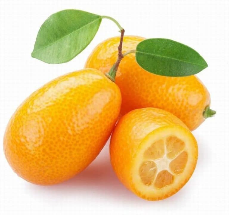 Fresh Kumquat from Panzer's