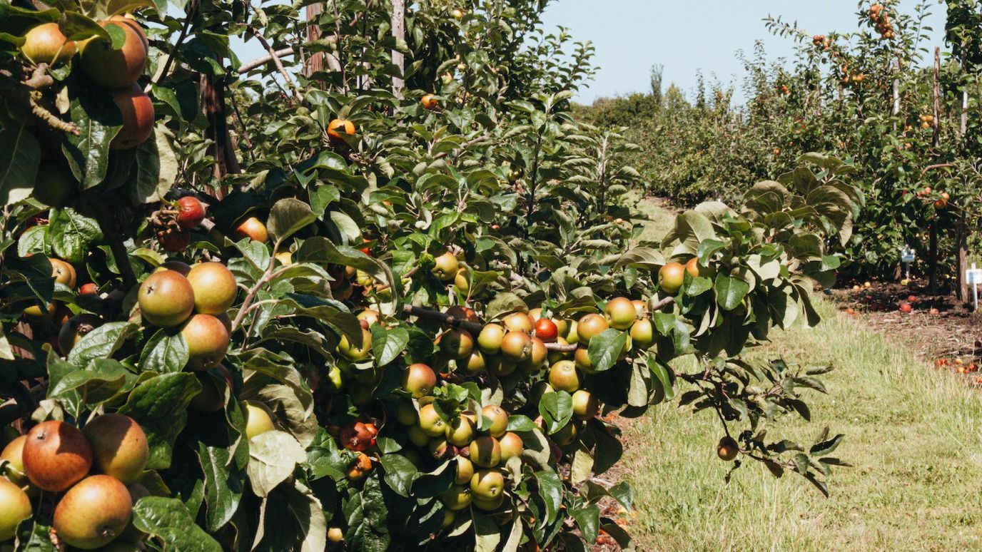 Brogdale Apple Tree Landscape
