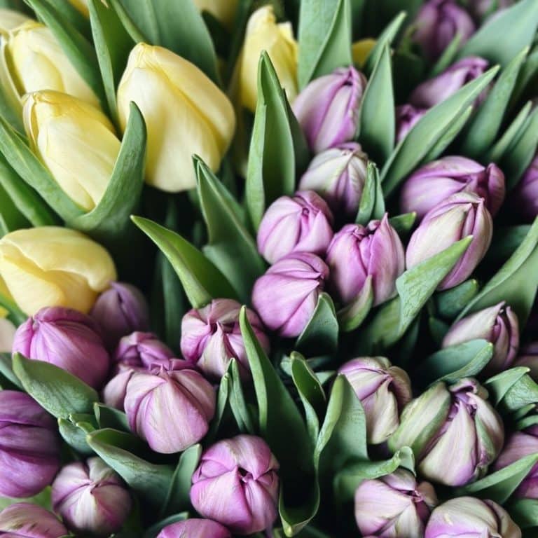 A Bunch of Tulips