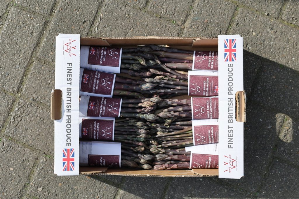 A box of purple asparagus in bunches neatly arranged on the ground with bright sunlight and shadow