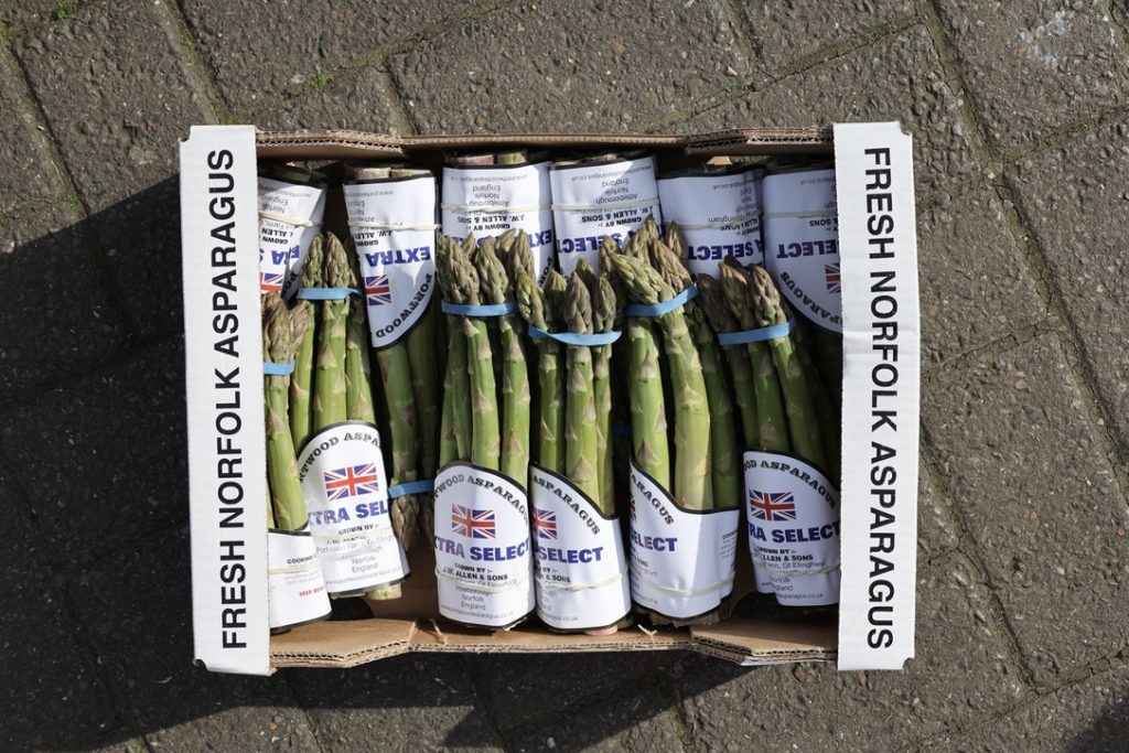 A box of green asparagus wrapped up and ready to sell, in bunches tied and sealed with paper in sunlight on the ground